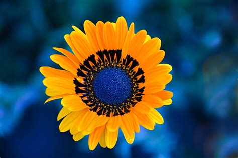 Yellow Flower Blue Center Bonito Sunflower Flower Hd Wallpaper