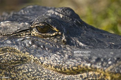 American Alligator Close Up Of Face Everglades Florida Usa High Res