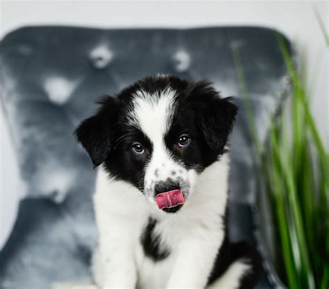 Black And White Male Border Collie And Maremma Sheepdog Puppies For