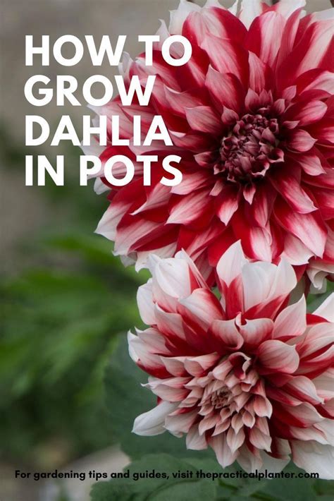 How To Grow Dahlia In Pots Step By Step Care Guide Growing Dahlias