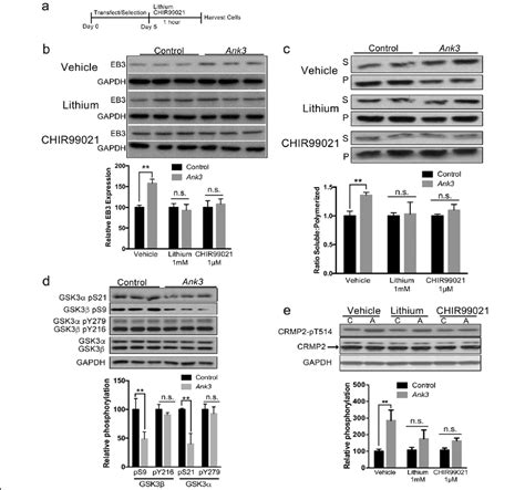 Changes In Eb3 Expression And Tubulin Polymerization Induced By