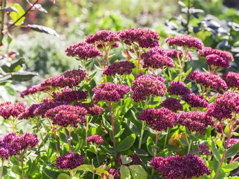 It thrives in cool summer climates. 21 Perennial Flowers that Bloom All Summer - Even from ...