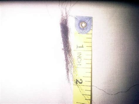 Many cut the fringe just above the eyebrows and because of this the slightest hairgrowth will be visible. How and Why I keep Trimmed Healthy Ends | NAIJA HAIR CAN GROW