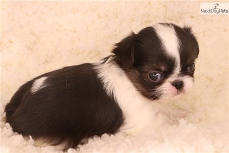 Aki Japanese Chin Puppy For Sale Near Springfield Missouri