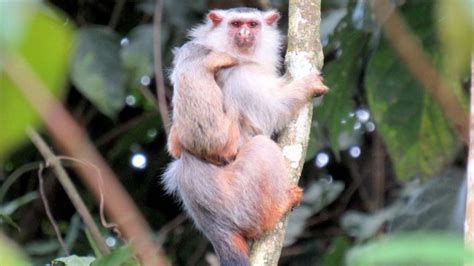 Descubren Una Nueva Especie De Mono Tití En La Amazonia