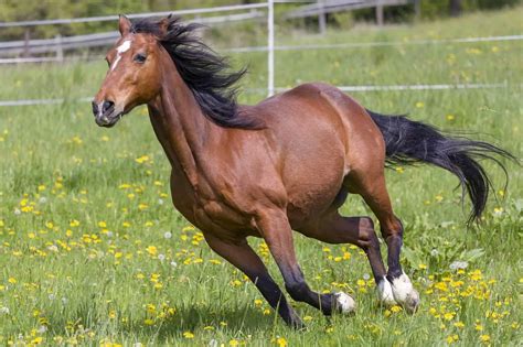 How Fast Can A Horse Run Interesting Facts With Factors Pets Hopes