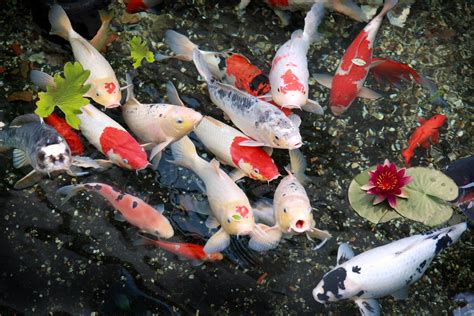 Koi Fish Wallpaper (59+ images)