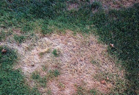 What To Do If You Have Creeping Bentgrass In Your Lawn