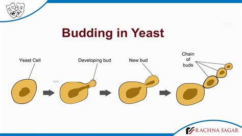 Budding In Yeast Youtube