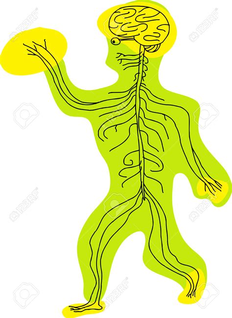 Nervous System In The Body Clipart 20 Free Cliparts Download Images