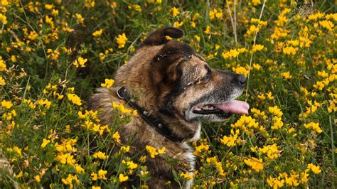 Wallpaper Dog Protruding Tongue Pet Flowers Field Hd Picture Image