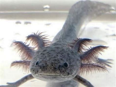 Mexican Axolotl Neotenic Larva Jigsaw Puzzle Ubicaciondepersonas Cdmx