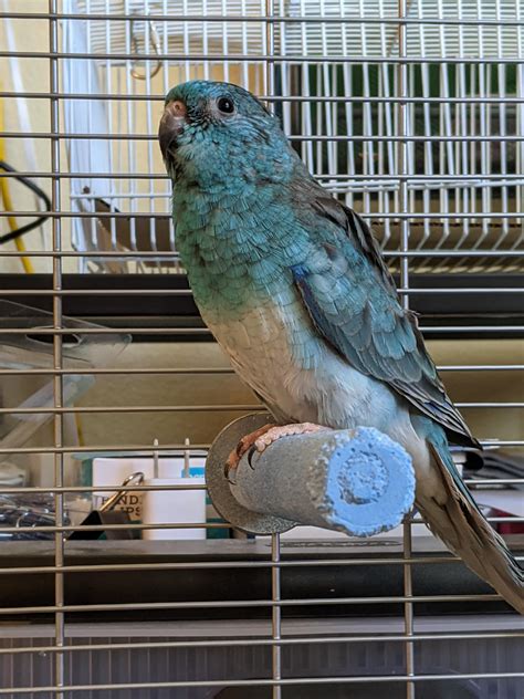 My New Turquoises Varietal Red Rumped Parrot Stormy Has The Male Looking Plumage But No Red