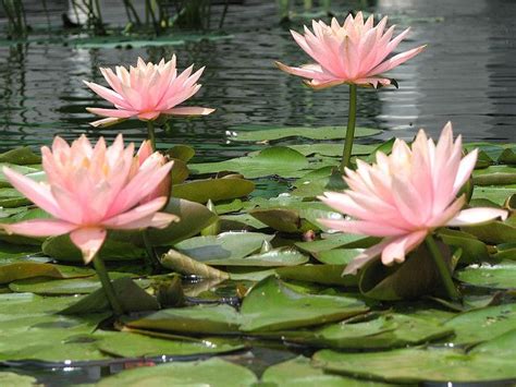 Pink Flowers Lily Pads Water Lilies Lily Pads Flowers