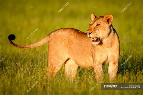 Close Up Of Lioness Panthera Leo Standing In The Long Grass On The Savanna Turning Her Head