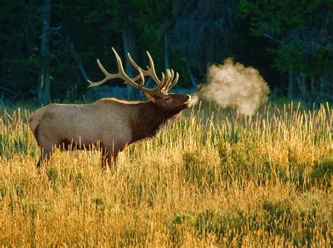 Bull Elk Bugling Rocky Mountain Bull Elk Bugling During Th Flickr