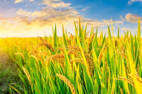 Rice And Beautiful Sky At Sunset Stock Image Image Of Light