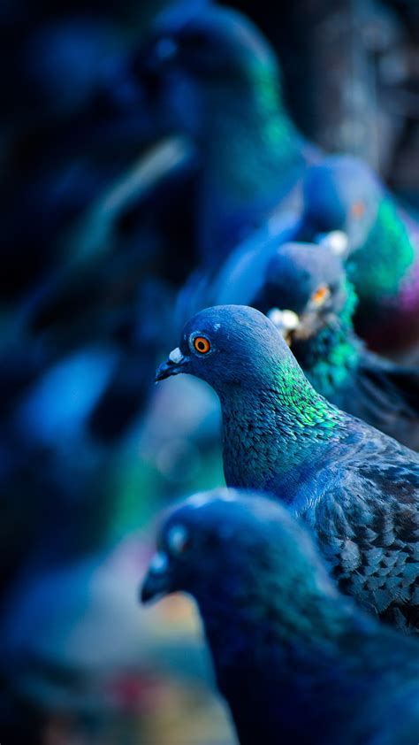 Flock Of Pigeons Birds Nature Hd Phone Wallpaper Peakpx