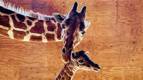 April The Giraffe Dies Giraffe Who Became A Viral Sensation During Her 2017 Pregnancy Is