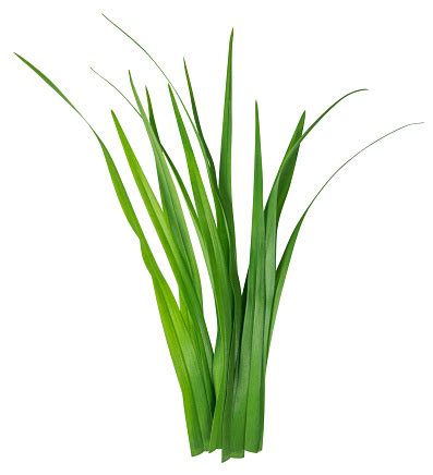 And about how as you grow older a blade of grass becomes more difficult to accept. Blade Of Grass Isolated On White Stock Photo - Download ...