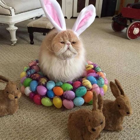 Cute Cats All Dressed Up For Easter 15 Photos Cute Puppies And