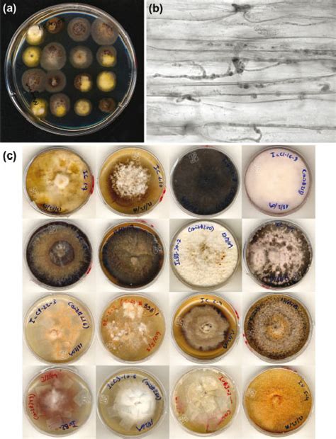 A Fungal Endophytes Colonies Developing From Pieces Of Download