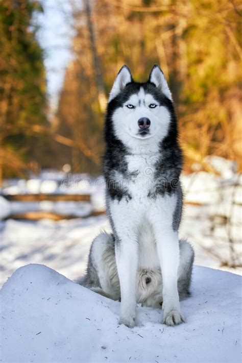 A Blue Eyed Husky Wolf Sits In The Snow In Sunny Winter Forest