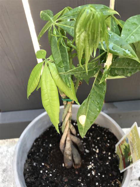 A money tree with scorched leaves means the plant has received too much direct sunlight. Plant Help: What are the yellow spots on these leaves ...