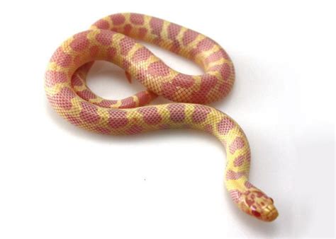 These snakes can get colds or pneumonia, which is often caused by a problem with the temperature in the cage. King and Milk Snakes Care Sheet | Petco