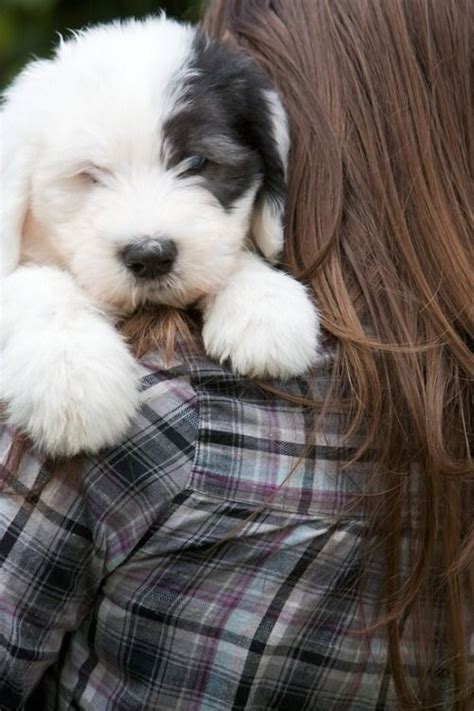 Pin By Plants Dont Wine ~ Blogger On Old English Sheepdogs Dogs And