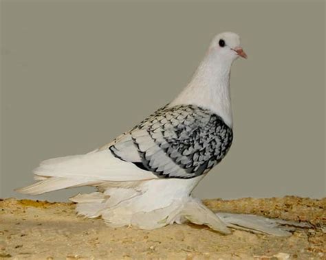 15 Most Popular Pigeon Breeds Tail And Fur