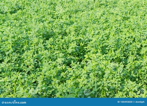Background Of A Field Of Young Alfalfa Stock Photo Image Of Crop