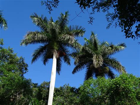 royal palm tree native to florida - Too Big Webzine Photography
