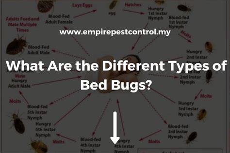 Types Of Bed Bugs You Need To Know In 2024