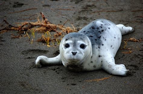 Harbor Seal Facts Habitat Behavior Predators Pictures
