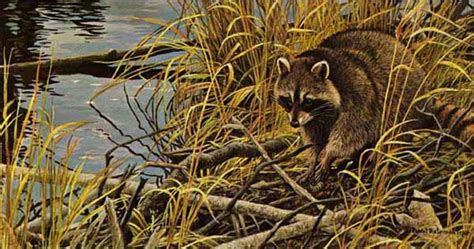 Mischief On The Prowl Raccoon By Robert Bateman