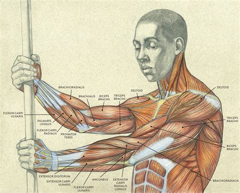 Arm Muscle Diagram Drawing Human Anatomy Fundamentals Muscles And