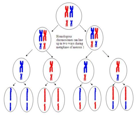 Segregation Of Genes Meiosis And Other Factors Affecting Genetic