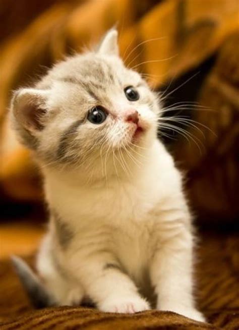 Kitten Of The Day Th March We Love Cats And Kittens
