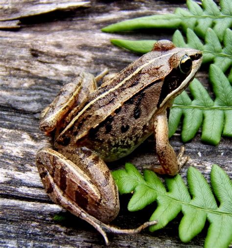 Wood Frogs Are The Only Frogs That Can Live North Of The Arctic Circle