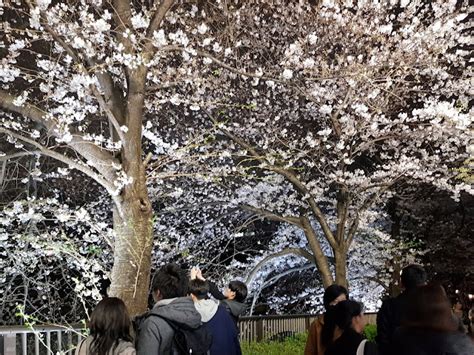 Japan 2019 Tokyo Meguro River Cherry Blossom Illumination Just An