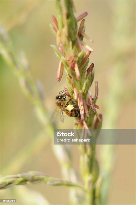 Bee On Corn Stock Tassel Gathering Pollen Stock Photo Download Image