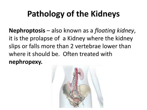 Ppt Chapter 9 The Urinary System Powerpoint Presentation Free