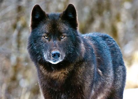 Rare Southeast Alaska Wolf Is One Step Closer To Endangered Species