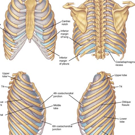 Bony Surface Landmarks On The Anterior Chest Note The Commonly Used