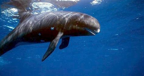 Pygmy Killer Whale Ocean Treasures Memorial Library
