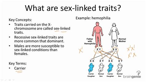 9 4 4 sex linked traits youtube