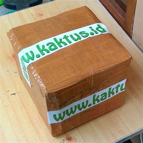 Kaktus mini, kaktus hias, kaktus unik (k10). Jual Kaktus Unik | Tanaman Hias | Sukulen | Suvenir ...