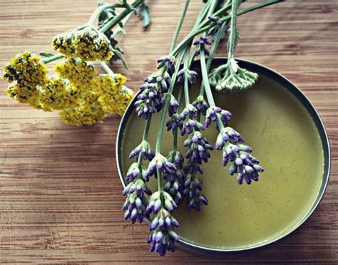10 Reasons To Grow Lavender Herbal Salves Herbal Medicine Recipes