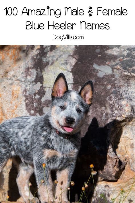 100 Amazing Male And Female Blue Heeler Names Blue Heeler Dogs Blue